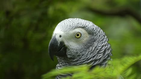 close-up-of-the-head-of-an-african-grey-parrot