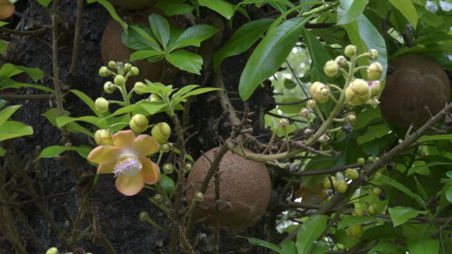 Cannon-Ball-baum-Früchte-auf-einem-Baum-in-bali