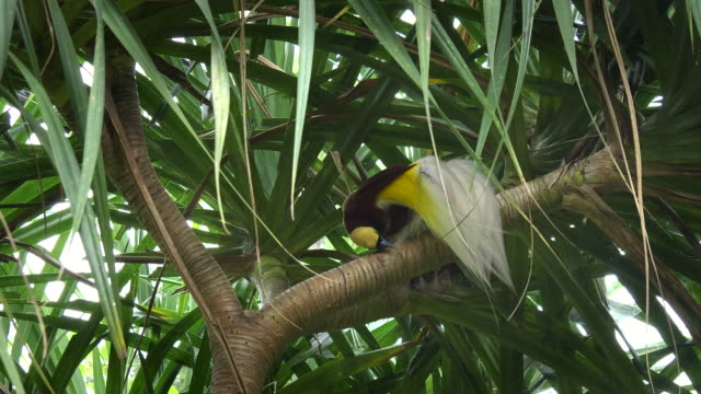 mayor-pájaro-del-paraíso-limpiar-su-pico-en-una-rama