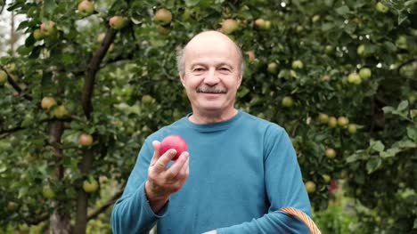 Der-senior-Kaukasische-Mann-im-blauen-Pullover-genießt-die-Ernte-der-Äpfel-im-Garten