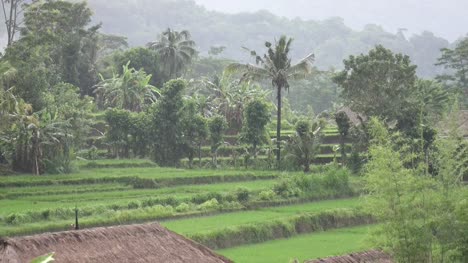 imágenes-sobre-árboles-terraza-y-palmeras-de-arroz-de-montaña-y-casa-de-los-agricultores.-Bali.-Indonesia