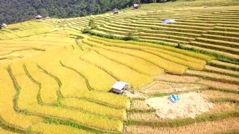 Luftaufnahme-von-Dorn-Reis-Feld-Reis-Terrasse