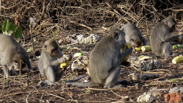 El-macaco-cangrejo-comer,-Macaca-fascicularis,-también-conocido-como-el-macaco-de-cola-larga,-Sangeh-Monkey-bosque-Bali