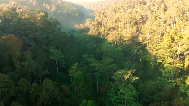 Herrliche-Aussicht-von-Drohne-mit-Tropenwald-in-Bali.-Luftbild
