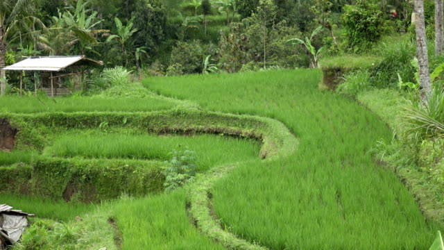 Aufnahmen-über-Reis-Terrasse-und-Palmen-Bäume-Berg-und-Haus-des-Bauern.-Bali.-Indonesien