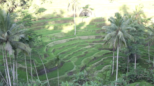 Aufnahmen-über-Reis-Terrasse-und-Palmen-Bäume-Berg-und-Haus-des-Bauern.-Bali.-Indonesien
