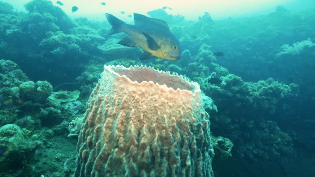 midnight-snapper-and-barrel-sponge-at-the-wreck-of-the-liberty-in-tulamben,-bali