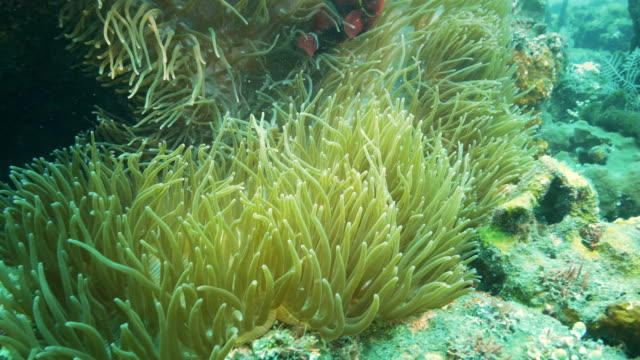 maroon-clownfish-in-its-host-anenome-near-the-liberty-wreck-in-tulamben,-bali