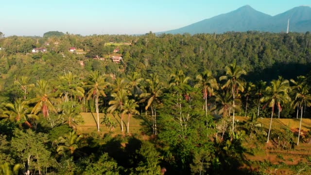 Amazing-view-from-drone-with-coconut-palms-and-terraces.-Aerial-video