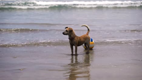 Hund-im-Wasser.-Am-Strand-im-Meer-Volleyball.-Hund-mit-ihr-zu-spielen-im-Wasser.-Wellen-der-zu--und-abnehmen.-Schönen-Meer-auf-der-Insel-Bali