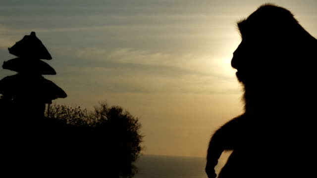 Sonnenuntergang-Monkey-Slow-Motion-4k