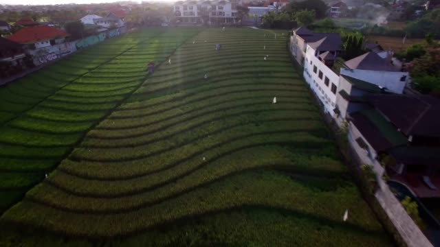 niedrige-vorwärts-Birdseye-über-üppige-Bali-Reis-Terrasse