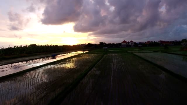 low-forward-aerial-sunset-over-rice-fields