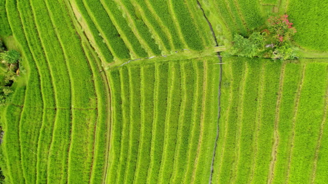 Aerial-video-in-an-amazing-landscape-rice-field-on-Bali,-Indonesia