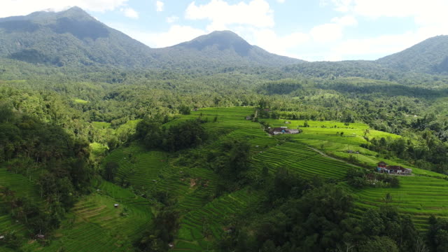 Video-aéreo-en-un-campo-de-arroz-de-paisaje-increíble-en-Bali,-Indonesia