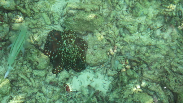 Camouflaged-octopus-under-the-turquoise-blue-green-ocean-4k