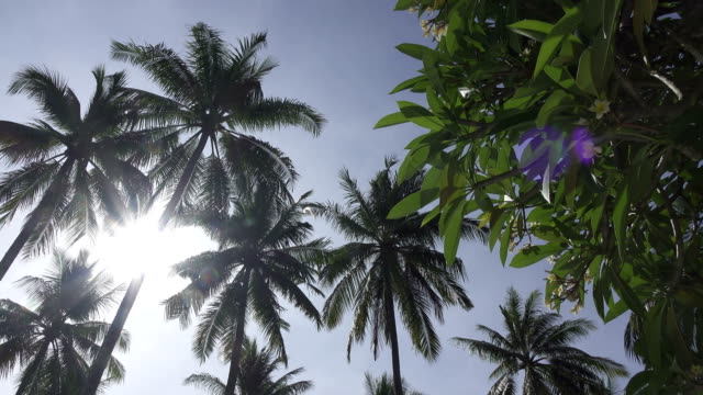 Panoramic-view-from-below-of-tops-of-palm-trees-against-the-background-of-the-solnetsny-blue-sky-in-the-tropical-resort