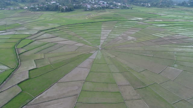 Campo-de-arroz-de-web-Spider-en-Ruteng,-isla-de-Flores,-Indonesia.