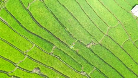 Aerial-view-amazing-landscape-rice-terraces-in-a-beautiful-day