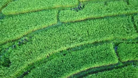 vista-aérea-de-Drone:-vista-del-hermoso-paisaje-de-terrazas-de-arroz