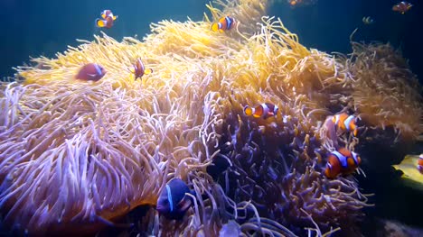 4-K.-Nemo-Clownfisch-in-der-Seeanemone-auf-dem-bunten-gesunden-Korallenriff-schwimmen.-Anemonenfische-Nemo-Gruppe-Schwimmen-unter-Wasser.