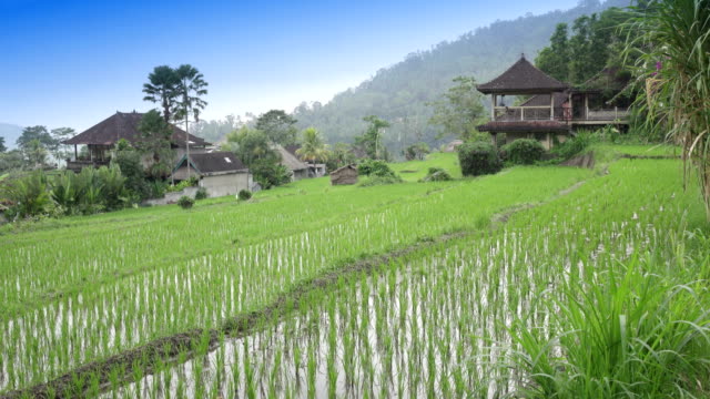 Ver-terrazas-de-arroz-de-la-montaña-y-la-casa-de-los-agricultores.-Bali,-Indonesia.-UHD-4K