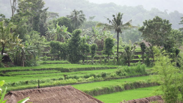 Blick-auf-die-Reisterrassen-von-Berg-und-Haus-des-Bauern.-Bali,-Indonesien.-UHD-4K