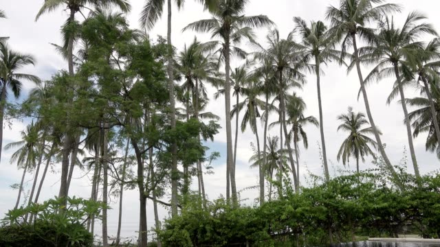 Panoramablick-auf-einem-Palm-tree,-das-Meer-und-den-Pool-an-tropischen-Resort-Bali-Indonesien