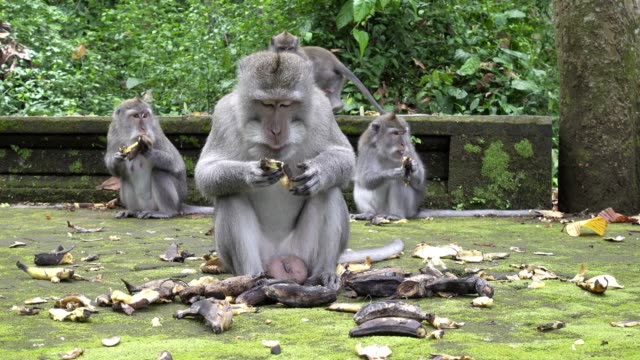 El-macaco-cangrejo-comer,-Macaca-fascicularis,-también-conocido-como-el-macaco-de-cola-larga,-Sangeh-Monkey-bosque-Bali