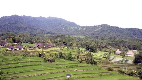 Luftaufnahme-von-Drohne-auf-Reisterrassen-von-Berg-und-Haus-des-Bauern.-Bali,-Indonesien