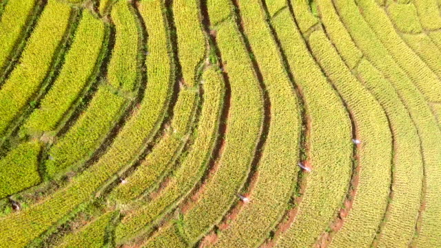 Luftaufnahme-von-Dorn-Reis-Terrasse-Reisterrassen-bei-Pa-Pong-Pieng-in-Mae-Chaem,-Chiang-Mai,-Norden-von-Thailand