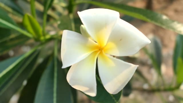 Frangipani-flower