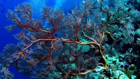 Grandes-abanicos-de-mar-y-la-vida-marina-en-el-Parque-Nacional-de-Wakatobi,-Indonesia.