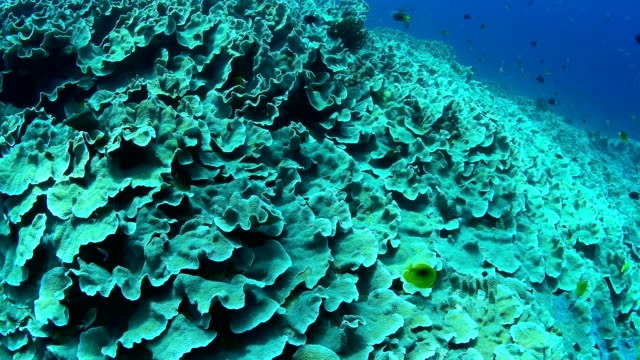 Abundance-reef-and-marine-life-in-Wakatobi-National-Park,-Indonesia.