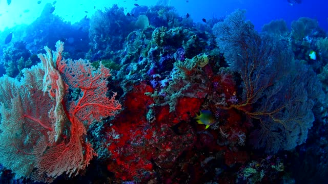 Large-sea-fan-and-marine-life-in-Wakatobi-National-Park,-Indonesia.