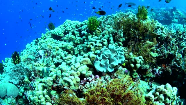 Abundancia-de-coral-y-vida-marina-en-el-Parque-Nacional-de-Wakatobi,-Indonesia.