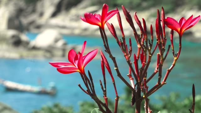 Lebhafte-rote-Blüten-Plumeria-Blumen-vor-dem-Meer-Bucht-mit-einigen-großen-Granitfelsen-und-Unscharf-gestellt-lange-Rute-Boot-wackeln-im-wind
