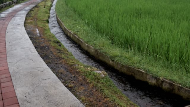 Terrazas-de-arroz-de-Bali-Indonesia