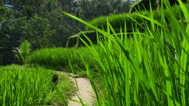 Rice-terraces-in-Tegallalang,-Ubud,-Bali,-Indonesia.-Crane-shot,-4K,-UHD