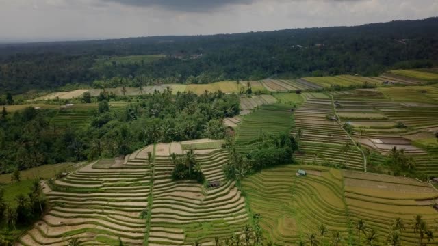 Luftaufnahme-von-Reisterrassen-in-Ubud,-Bali,-Indonesien---Drone-Sicht-4K-Auflösung,-gefilmt-in-Jatiluwih-Reis-Terrassen,-Asien.