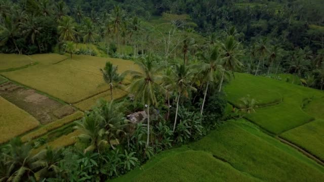 Aerial-point-of-view-of-stunning-rice-fields-terrace-in-Bali,-Indonesia.-Rural-Balinese-aerial-filmed-from-above-using-a-drone
