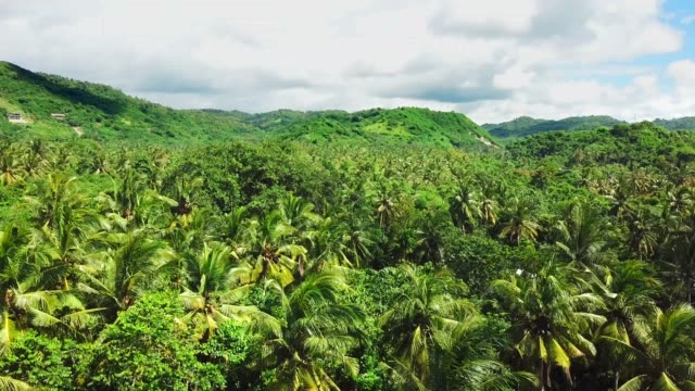 Vuelo-sobre-la-selva-tropical