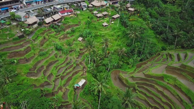 Tegallalang-Reisfelder-auf-Bali