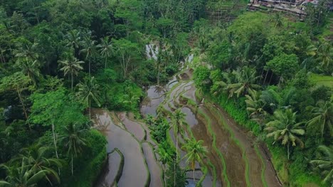 Tegallalang-Reisfelder-auf-Bali