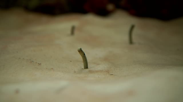 Anguila-de-jardín---Gorgasia-sillneri-en-acuario