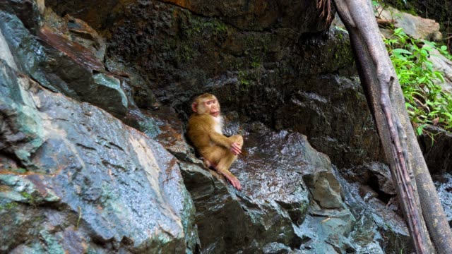 The-monkey-on-the-rock-drinks-water.-animals-in-the-wild.-the-natural-habitat-of-monkeys