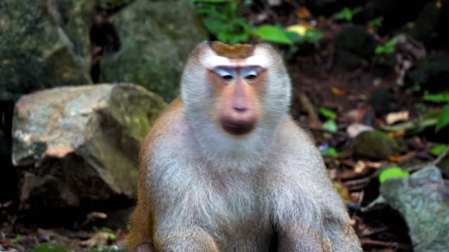 monkey-in-the-rainforest-on-the-rocks