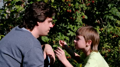 Son-and-dad-eat-raspberries,-tearing-it-from-the-bushes-in-the-country.