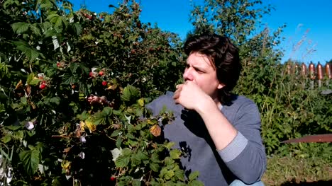 Young-brunet-man-eats-raspberries,-tearing-it-from-the-bushes-in-the-country.