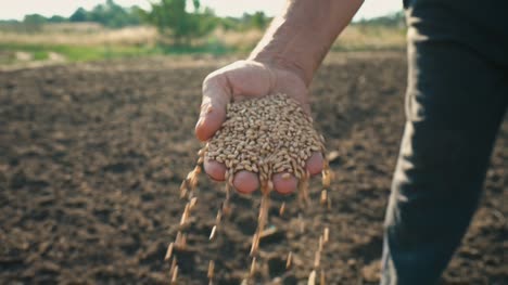 Korn-in-der-Hand-eines-Landwirts-auf-dem-Hintergrund-der-Erde-wird-durch-die-Finger-eines-Mannes-im-Feld-Weizen-gegossen